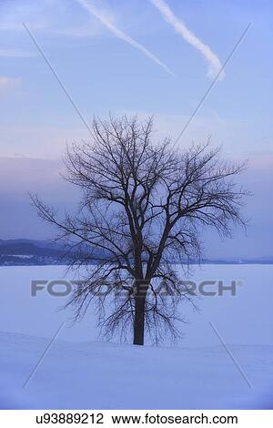 Stock Image - Crown Point, Bare tree in field. Fotosearch