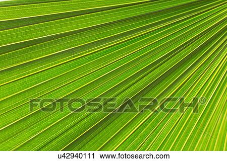 Stock Image - Extreme close up of palm leaf. Fotosearch