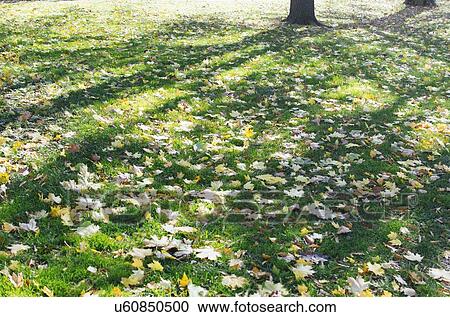 Fallen leaves at Central Park View Large Photo Image Stock Image - Fallen leaves at Central Park. Fotosearch