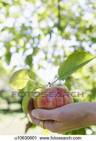 Stock Image - Female hand holding freshly picked apple. Fotosearch
