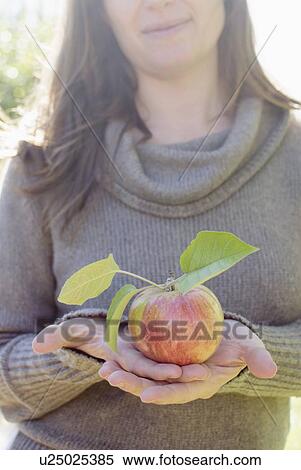 Female hand holding freshly picked apple View Large Photo Image Stock Photography - Female hand holding freshly picked apple. Fotosearch