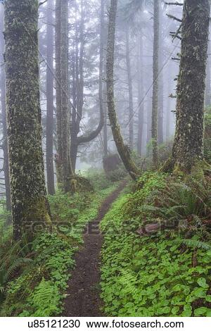 Footpath in foggy forest View Large Photo Image Stock Image - Footpath in foggy forest. Fotosearch