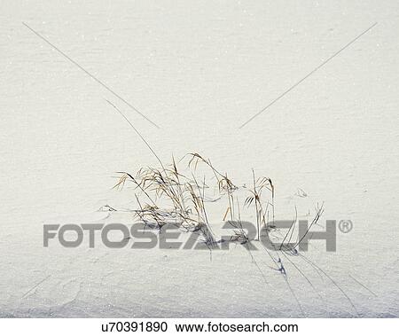 Stock Image - Grass in winter snow. Fotosearch