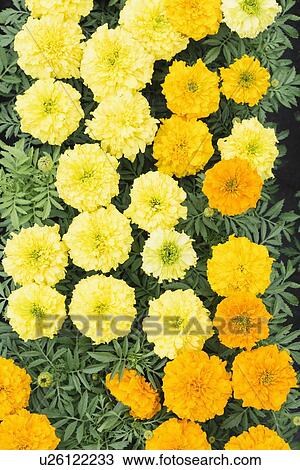 Overhead view of yellow flowers View Large Photo Image Stock Image - Overhead view of yellow flowers. Fotosearch