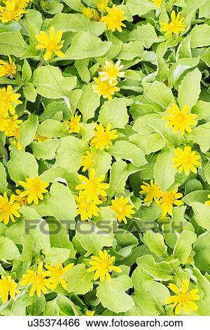 Stock Photograph - Overhead view of yellow flowers. Fotosearch