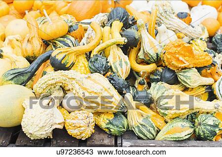 Pile of small pumpkins View Large Photo Image Stock Image - Pile of small pumpkins. Fotosearch