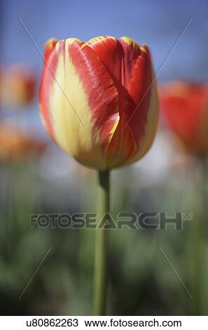 Red tulip in garden View Large Photo Image Stock Image - Red tulip in garden. Fotosearch