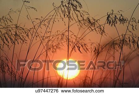 Silhouette of marram grass View Large Photo Image Stock Photograph - Silhouette of marram grass. Fotosearch