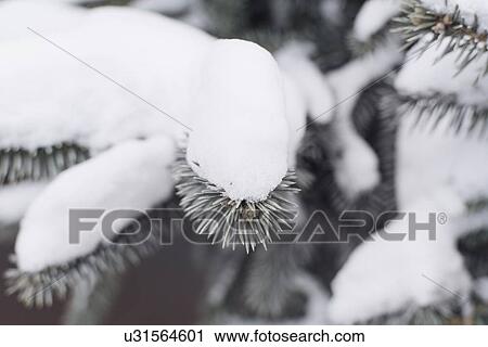 Tree covered in snow View Large Photo Image Stock Image - Tree covered in snow. Fotosearch