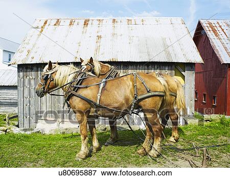 Stock Photo - Two horses in front of barn. Fotosearch