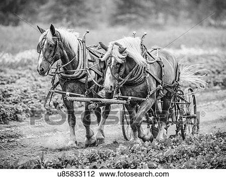 Stock Image - Two horses pulling cart. Fotosearch
