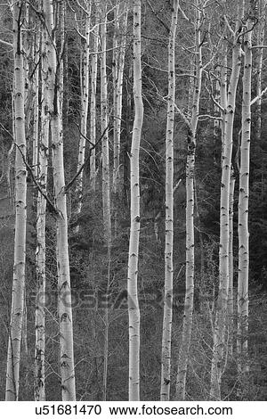 View of birch tree forest View Large Photo Image Stock Image - View of birch tree forest. Fotosearch