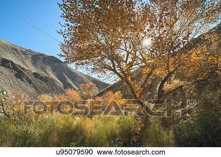 View of Cottonwood Canyon View Large Photo Image Stock Image - View of Cottonwood Canyon. Fotosearch