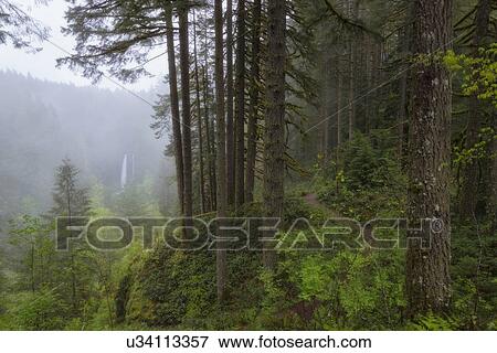 Stock Photo - View of forest and North Falls in background. Fotosearch