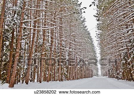 Stock Image - View of road in snowy forest. Fotosearch