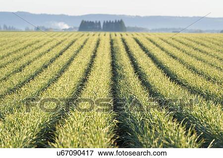 View of rows of plants in field View Large Photo Image Stock Photo - View of rows of plants in field. Fotosearch