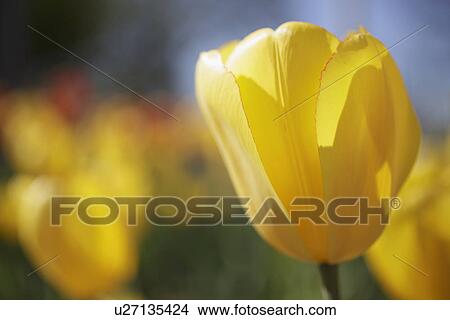 Yellow tulip in garden View Large Photo Image Picture - Yellow tulip in garden. Fotosearch