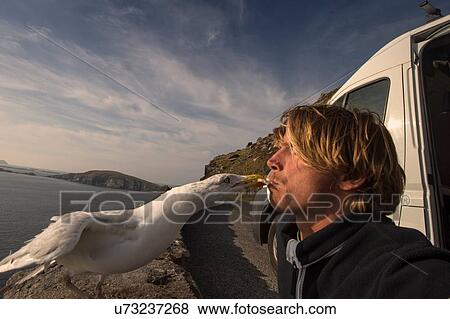 Bird taking food from man's mouth, Slea head, County Kerry, Ireland View Large Photo Image Stock Photo - Bird taking food from man's mouth, Slea head, County Kerry, Ireland. Fotosearch