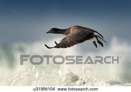 Brant goose in flight View Large Photo Image Picture - Brant goose in flight. Fotosearch