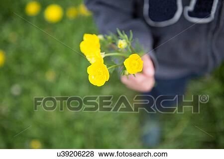 Close up of boy holding a bunch of buttercups View Large Photo Image Stock Photo - Close up of boy holding a bunch of buttercups. Fotosearch