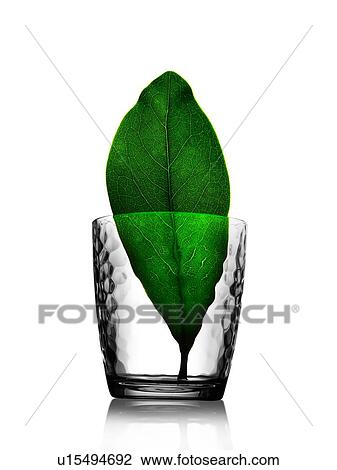 Stock Image - Close up of green leaf inside dimpled tumbler. Fotosearch
