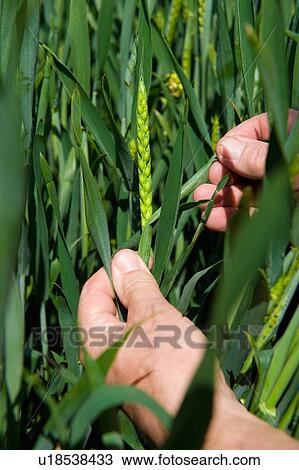 Stock Image - Close up of male farmers hand examining ear of wheat in field. Fotosearch