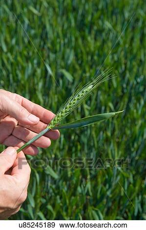 Close up of male farmers hands examining green ear of wheat in field View Large Photo Image Stock Photo - Close up of male farmers hands examining green ear of wheat in field. Fotosearch