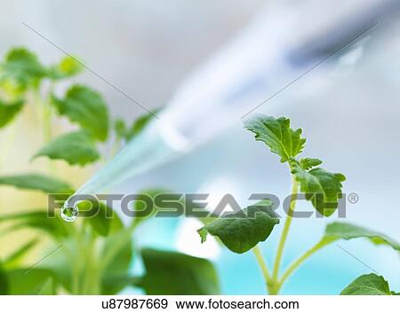 Stock Photo - Close up of pipetting experimental chemical onto seedling in laboratory. Fotosearch