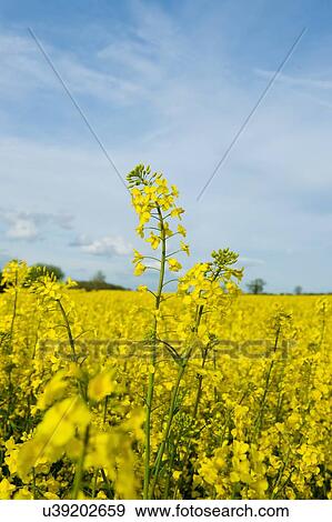 Close up of yellow oil seed rape plants in spring field View Large Photo Image Stock Photo - Close up of yellow oil seed rape plants in spring field. Fotosearch