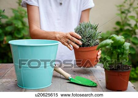Cropped mid section of woman potting plants View Large Photo Image Stock Photography - Cropped mid section of woman potting plants. Fotosearch