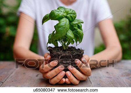 Cropped view of hands holding basil plant View Large Photo Image Stock Photo - Cropped view of hands holding basil plant. Fotosearch