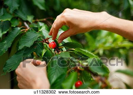 Stock Image - Cropped view of hands picking cherry from cherry tree. Fotosearch