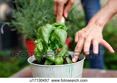 Cropped view of hands planting basil in plantpot View Large Photo Image Stock Photo - Cropped view of hands planting basil in plantpot. Fotosearch