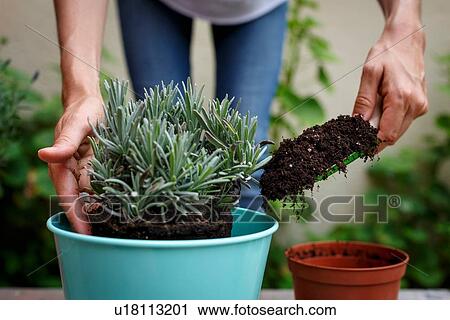 Cropped view of hands using trowel to add soil to potted plant View Large Photo Image Stock Image - Cropped view of hands using trowel to add soil to potted plant. Fotosearch