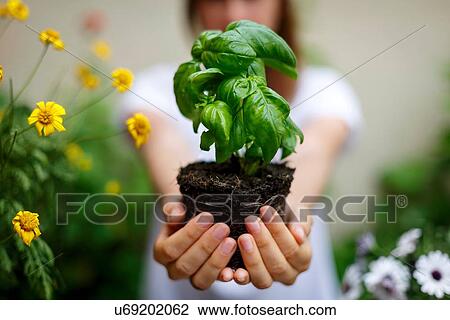 Stock Image - Cropped view of woman holding basil plant in cupped hands. Fotosearch