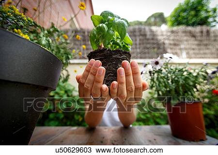 Stock Image - Cupped hands holding basil plant. Fotosearch