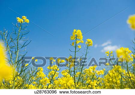 Stock Photograph - Detail of yellow oil seed rape plants and blue sky. Fotosearch