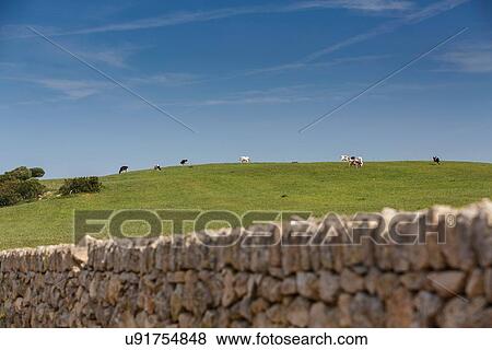 Distant view of cows grazing on hill top View Large Photo Image Stock Photo - Distant view of cows grazing on hill top. Fotosearch