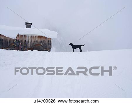 Stock Photograph - Dog on snow-covered landscape, Flaine, France. Fotosearch