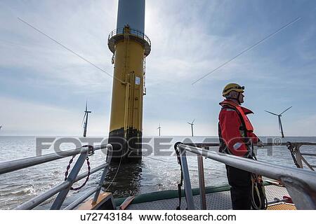 Picture - Engineer preparing to climb windturbine at offshore windfarm. Fotosearch