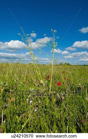 Stock Image - Field of wildflowers with long grasses and blue sky. Fotosearch