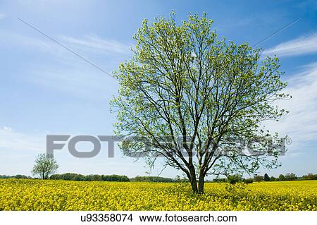 Field of yellow oil seed rape plants in spring View Large Photo Image Picture - Field of yellow oil seed rape plants in spring. Fotosearch