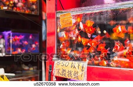 Fish in tank, fish market, Mong Kok, Hong Kong, China View Large Photo Image Stock Photo - Fish in tank, fish market, Mong Kok, Hong Kong, China. Fotosearch