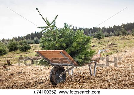 Freshly cut christmas tree in wheelbarrow View Large Photo Image Stock Image - Freshly cut christmas tree in wheelbarrow. Fotosearch
