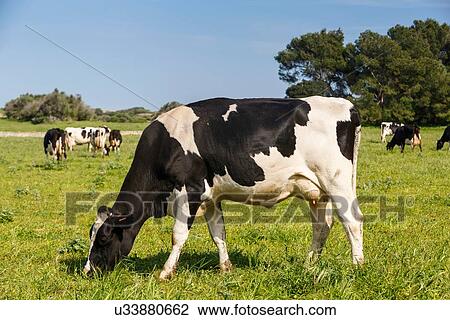 Friesian cows grazing in field View Large Photo Image Stock Image - Friesian cows grazing in field. Fotosearch