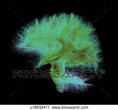 Stock Image - Full human brain fibers. Side view with fibers coming from the spinal cord and cerebellum. The darker the color, the denser the fibers. Fotosearch