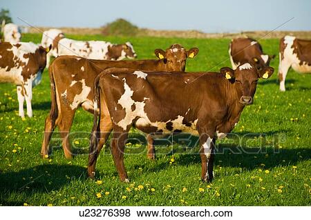 Stock Photo - Group of brown and white cows in spring field. Fotosearch