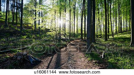 Hallerbos forest, Halle, Vlaams-Brabant, Belgium View Large Photo Image Picture - Hallerbos forest, Halle, Vlaams-Brabant, Belgium. Fotosearch