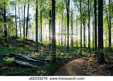 Stock Photograph - Hallerbos forest, Halle, Vlaams-Brabant, Belgium. Fotosearch