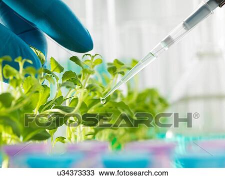 Hand of scientist pipetting experimental chemical into laboratory seedling tray View Large Photo Image Stock Image - Hand of scientist pipetting experimental chemical into laboratory seedling tray. Fotosearch